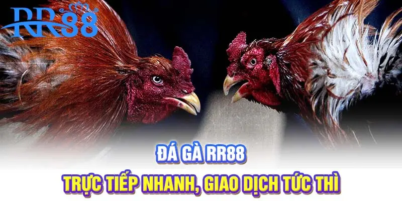 Đá gà RR88 | Trực tiếp nhanh, giao dịch tức thì