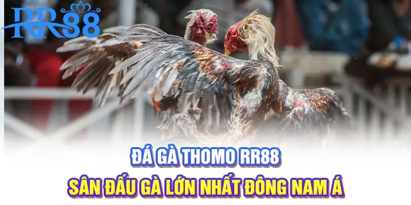 Đá gà Thomo | Sân đấu gà lớn nhất Đông Nam Á