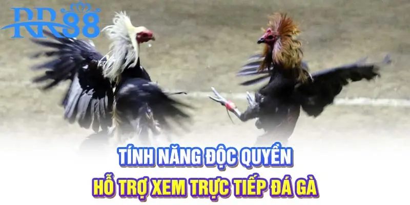 Tính năng độc quyền hỗ trợ xem trực tiếp đá gà